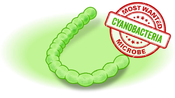 blog header Cyanobacteria 600x338