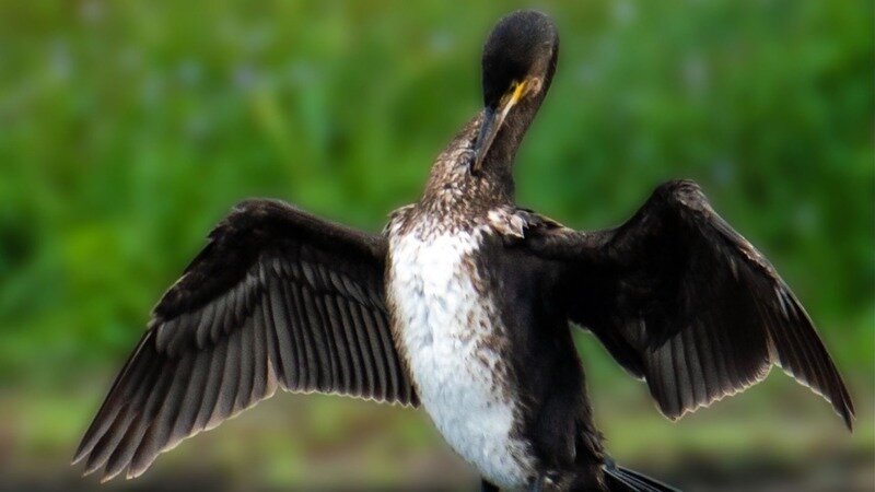 cormoran  anper tos
